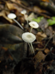 Mycena rhenana