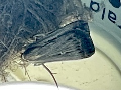 Tathorhynchus fallax