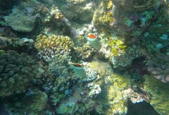 Chaetodon paucifasciatus