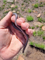 Rhinotyphlops lalandei