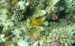 Pomacentrus sulfureus