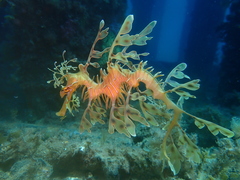 Phycodurus eques