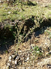 Erigeron sumatrensis
