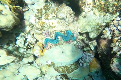 Tridacna maxima