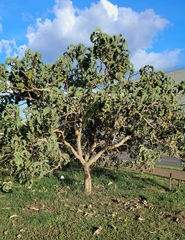 Solanum falciforme