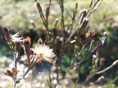 Symphyotrichum subulatum squamatum