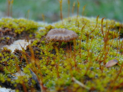 Arrhenia rickenii