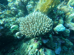 Acroporidae