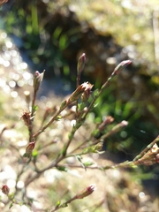Symphyotrichum subulatum squamatum