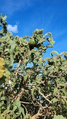 Solanum falciforme