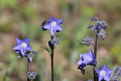 Polemonium acutiflorum