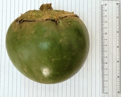 Solanum falciforme