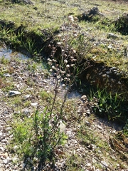 Symphyotrichum subulatum squamatum