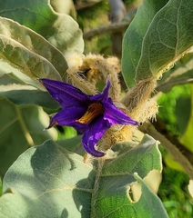 Solanum falciforme