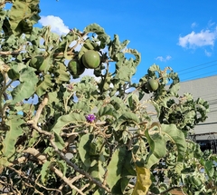 Solanum falciforme
