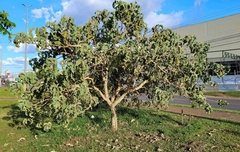 Solanum falciforme