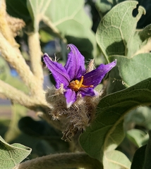 Solanum falciforme