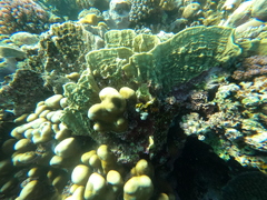 Millepora platyphylla