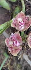 Lycomormium ecuadorense