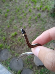 Phalotris lemniscatus