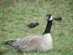 Branta canadensis
