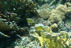 Chaetodon austriacus