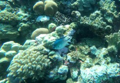 Amblyglyphidodon indicus