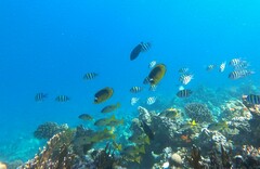 Chaetodon fasciatus