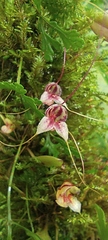 Masdevallia nidifica