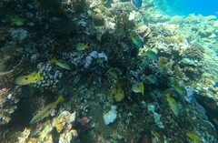 Lutjanus fulviflamma