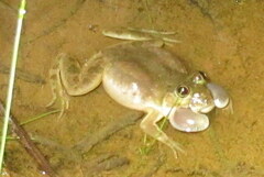 Euphlyctis cyanophlyctis