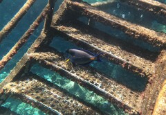 Acanthurus sohal
