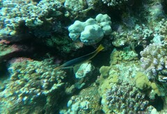 Gomphosus klunzingeri