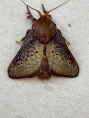 Doratifera quadriguttata