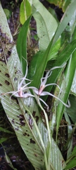 Maxillaria caucana