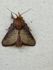 Doratifera quadriguttata