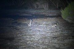 Notamacropus eugenii eugenii