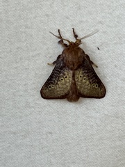 Doratifera quadriguttata