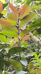 Syzygium kusukusuense