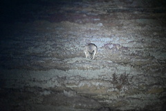 Notamacropus eugenii eugenii