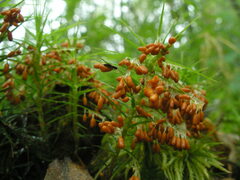 Leocarpus