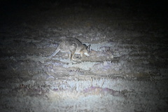 Notamacropus eugenii eugenii