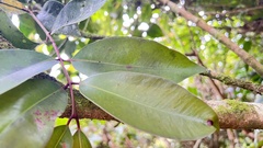 Syzygium kusukusuense