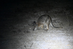 Notamacropus eugenii eugenii