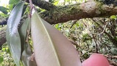 Syzygium kusukusuense