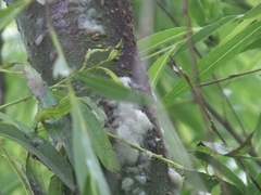 Nectriaceae