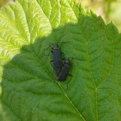 Chauliognathus magellanicus