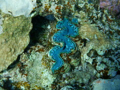 Tridacna maxima