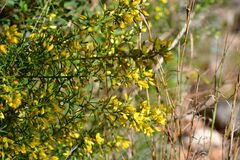 Ulex parviflorus