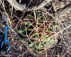 Ferocactus histrix